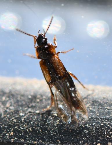 Tachinus subterraneus